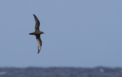 Pterodroma arminjoniana