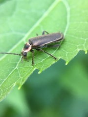 Atalantycha dentigera