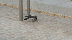 Corvus cornix