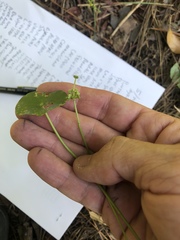 Hydrocotyle tribotrys