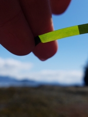 Phyllospadix serrulatus