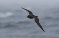 Pterodroma arminjoniana