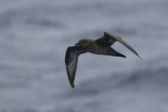 Pterodroma arminjoniana