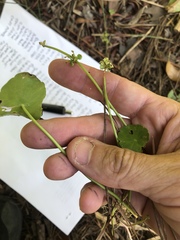Hydrocotyle tribotrys