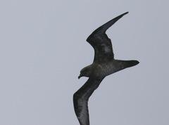 Pterodroma arminjoniana