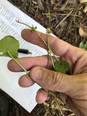 Hydrocotyle tribotrys