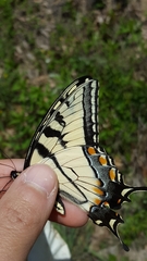 Papilio appalachiensis