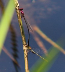 Enallagma dubium