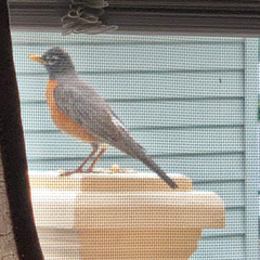 Turdus migratorius