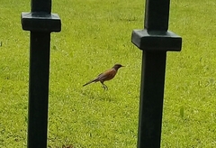 Turdus rufopalliatus