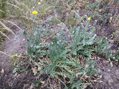 Crepis marschallii