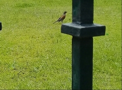 Turdus rufopalliatus