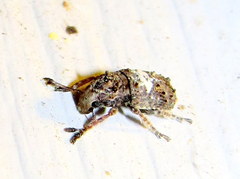 Toxonotus cornutus