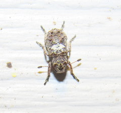 Toxonotus cornutus