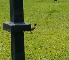 Turdus rufopalliatus