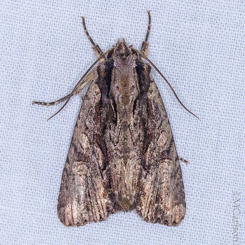 Nondescript Dagger Moth photo 3
