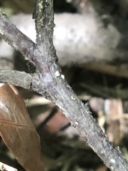 Pseudaulacaspis prunicola