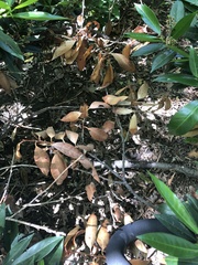 Pseudaulacaspis prunicola