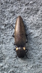 Ignelater havaniensis