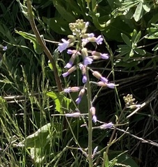 Boechera pendulocarpa