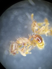 Tetramorium meridionale