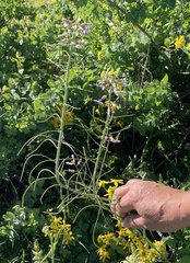 Boechera pendulocarpa