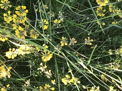 Hippocrepis comosa