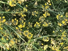 Hippocrepis comosa