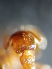 Tetramorium meridionale