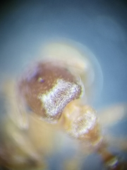 Tetramorium meridionale