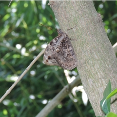 Opsiphanes invirae amplificatus