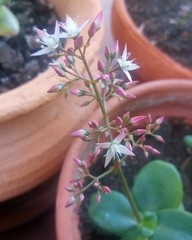 Crassula multicava multicava