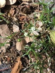Sagina subulata