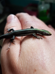 Pholidobolus vertebralis