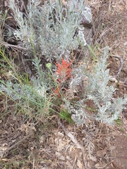 Castilleja subinclusa