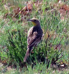 Macronyx capensis colletti