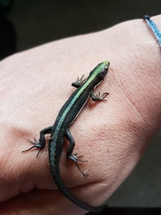 Pholidobolus vertebralis