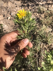 Heterotheca scabrifolia