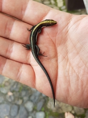 Pholidobolus vertebralis