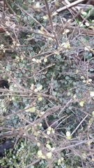 Coprosma rhamnoides