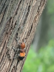 Enoclerus ichneumoneus