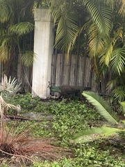 Pavo cristatus × muticus