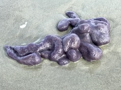 Aplidium stellatum