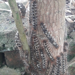Tolype ventriosa