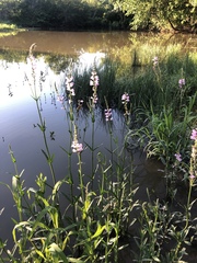 Physostegia pulchella