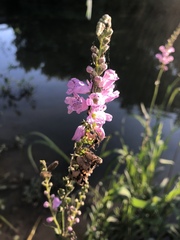 Physostegia pulchella