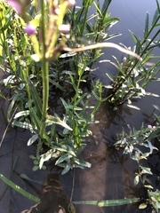 Physostegia pulchella