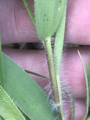 Dichanthelium praecocius