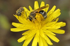 Lasioglossum titusi