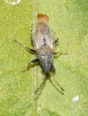 Oxycarenidae